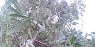 Ανεμοστρόβιλος στην Ανδραβίδα έπληξε αγροτικές καλλιέργειες