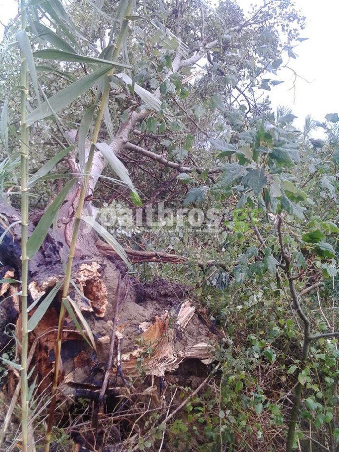 Ανεμοστρόβιλος στην Ανδραβίδα έπληξε αγροτικές καλλιέργειες Ανεμοστρόβιλος στην Ανδραβίδα έπληξε αγροτικές καλλιέργειες