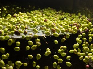 Ασπροπρόσωπη βγάζουν τη χώρα τα αγροτικά προϊόντα 