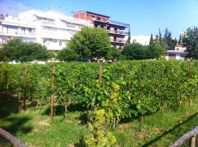 Εκδήλωση για τον τρύγο του αστικού αμπελώνα Θεσσαλονίκης Εκδήλωση για τον τρύγο του αστικού αμπελώνα Θεσσαλονίκης