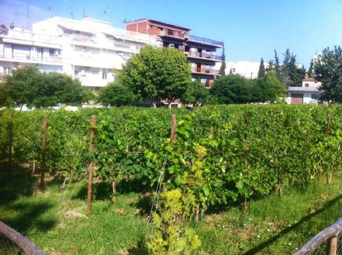 ekdilosi-gia-ton-trygo-tou-astikou-abelona-thessalonikis-50737