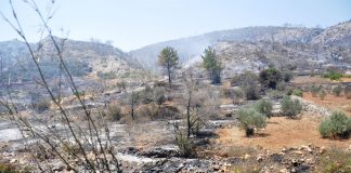 Π. Παυλόπουλος: Άμεση ανάγκη η αποκατάσταση των μαστιχόδενδρων