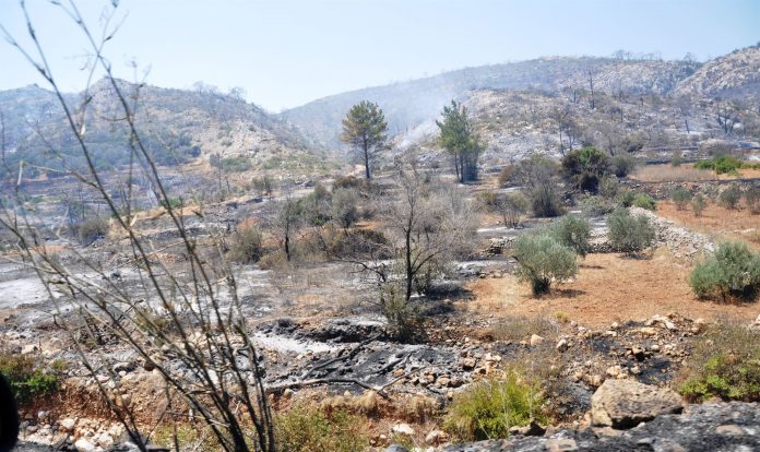 Π. Παυλόπουλος: Άμεση ανάγκη η αποκατάσταση των μαστιχόδενδρων