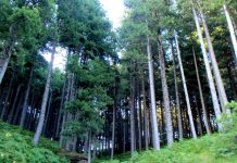 ΓΕΩΤΕΕ: Στη σωστή κατεύθυνση το νομοσχέδιο για τους δασικούς συνεταιρισμούς 