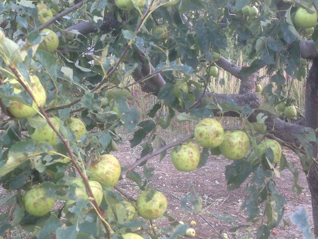 syntoma-oi-apozimioseis-stous-agrotes-tou-lasithiou-desmeftike-o-bolaris-53943