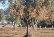 ΣΕΔΗΚ: Εκτός ΕΛΓΑ και ΠΣΕΑ οι αποζημιώσεις των ελαιοπαραγωγών της Κρήτης