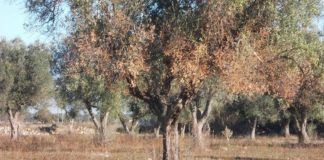 ΣΕΔΗΚ: Εκτός ΕΛΓΑ και ΠΣΕΑ οι αποζημιώσεις των ελαιοπαραγωγών της Κρήτης