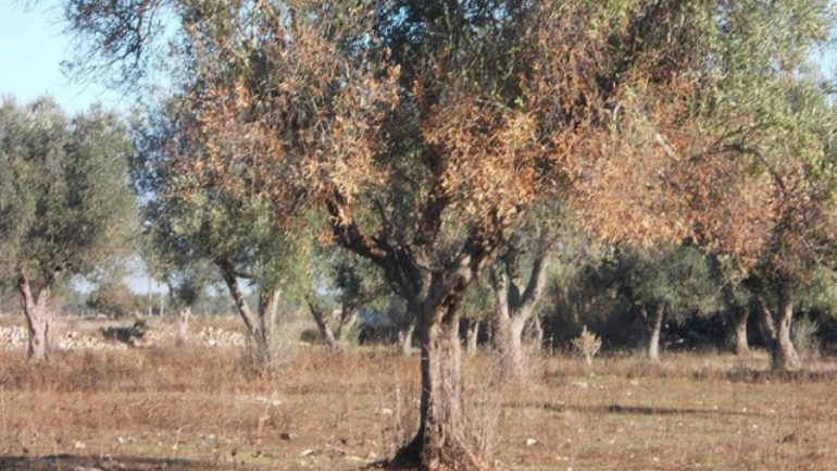 sedik-ektos-elga-kai-psea-oi-apozimioseis-ton-elaioparagogon-tis-kritis-55251