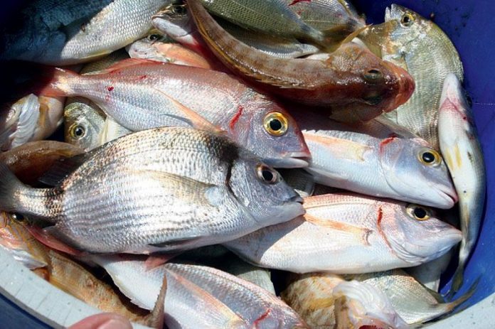 Ένα στα πέντε ψάρια δεν είναι αυτό που νομίζουν ότι αγοράζουν οι καταναλωτές