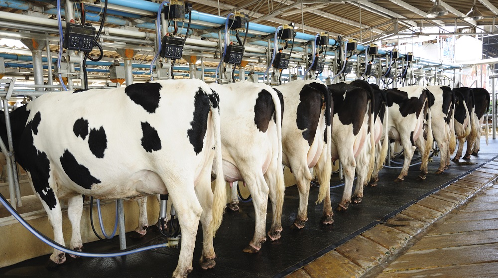Φρέναρε η παραγωγή αγελαδινού στον Βορρά, σήκωσαν κεφάλι οι τιμές και ανάσαναν οι κτηνοτρόφοι