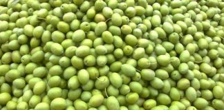 Φθιώτιδα: Μειωμένες σε σχέση με πέρυσι οι τιμές της πράσινης ελιάς