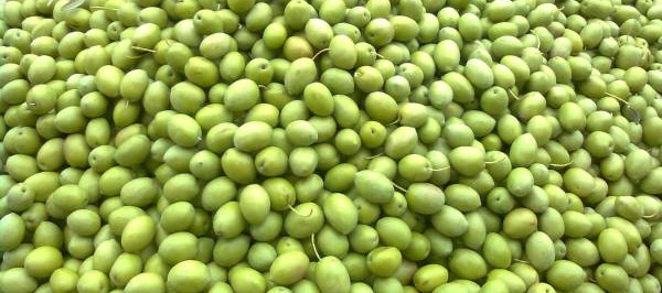 peasoepe-stirizoume-tin-apofasi-ton-paragogon-gia-tin-timi-ekkinisis-stis-prasines-elies-54698