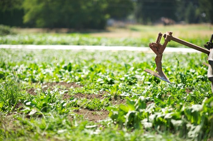 Η πράσινη γεωργία στα χέρια των αγροτών Η πράσινη γεωργία στα χέρια των αγροτών