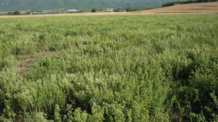 Καλλιέργεια με προοπτική η ρίγανη Καλλιέργεια με προοπτική η ρίγανη