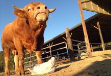 Ηλεκτρονική πλατφόρμα για την αδειοδότηση των στάβλων προβλέπει το ν/σ για τις κτηνοτροφικές εγκαταστάσεις που τέθηκε σε διαβούλευση έως 17/9