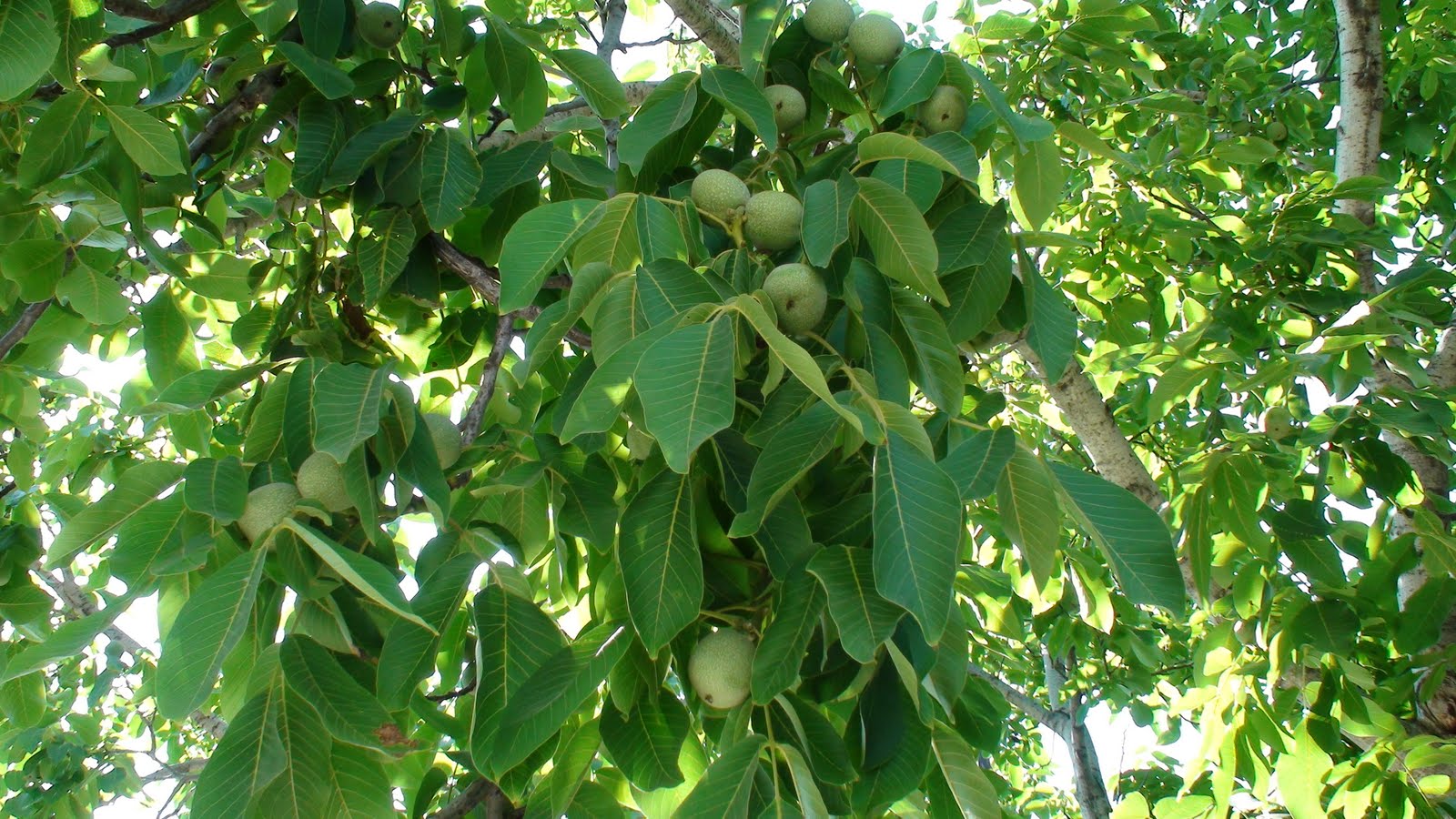 idaniko-to-edafos-tis-thessalias-gia-kalliergeia-karydias-49250