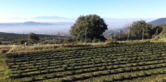 Κεντρική Μακεδονία: Καλλιέργειες με μεράκι και… ΠΕΡΙσυλλογή
