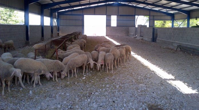 Κτηνοτροφικές ενισχύσεις σε Χίο, Θάσο, Εύβοια, Ηλεία, Λακωνία και Μεσσηνία μέχρι 27/10 Κτηνοτροφικές ενισχύσεις σε Χίο, Θάσο, Εύβοια, Ηλεία, Λακωνία και Μεσσηνία μέχρι 27/10