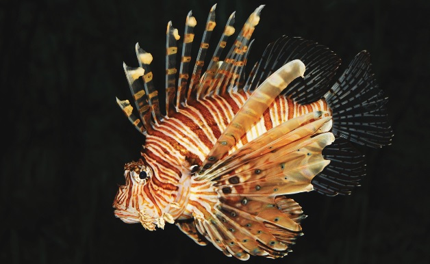 kriti-lagokefaloi-kai-leontopsara-exontonoun-tin-alieia-49847