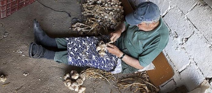 Μια παραδοσιακή καλλιέργεια του σκόρδου, που κρατά από την Τουρκοκρατία