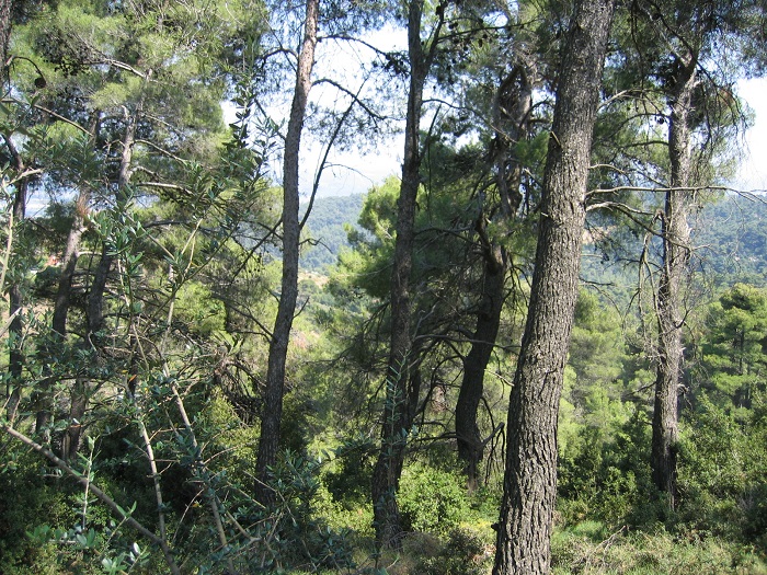 νομοσχέδιο περί δασικών συνεταιρισμών  Ασάφειες και ελλείψεις προβληματίζουν τους κτηνοτρόφους