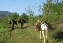 νομοσχέδιο περί δασικών συνεταιρισμών Ασάφειες και ελλείψεις προβληματίζουν τους κτηνοτρόφους