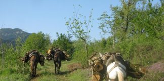 νομοσχέδιο περί δασικών συνεταιρισμών Ασάφειες και ελλείψεις προβληματίζουν τους κτηνοτρόφους
