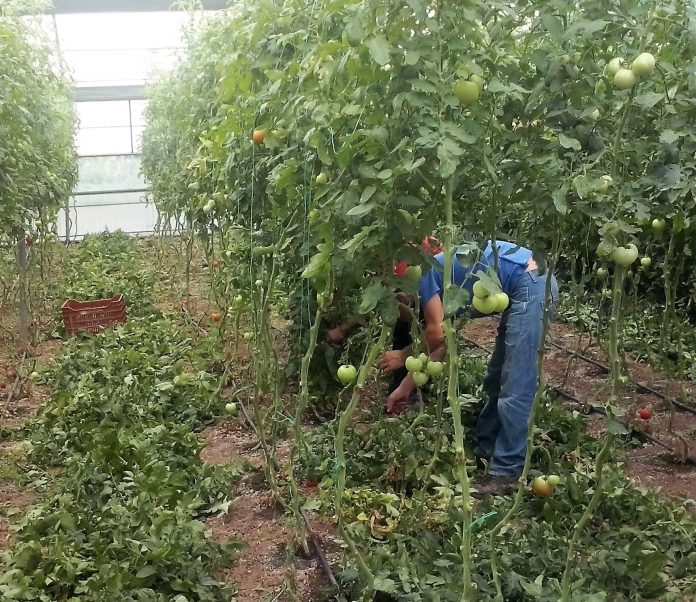 Αύξηση της περιόδου συγκομιδής με βλαστολόγημα