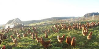 Οι προκλήσεις της βιολογικής εκτροφής για υγιή πουλερικά και αβγά