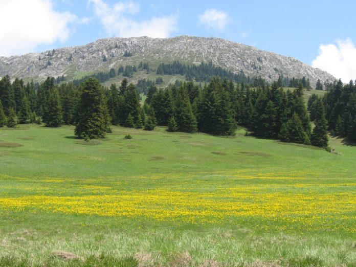 Σε εξέλιξη το πρόγραμμα ForOpenForests από τον ΕΛΓΟ Σε εξέλιξη το πρόγραμμα ForOpenForests από τον ΕΛΓΟ
