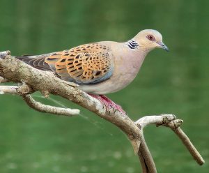 Τα κυνήγια του Σεπτέμβρη