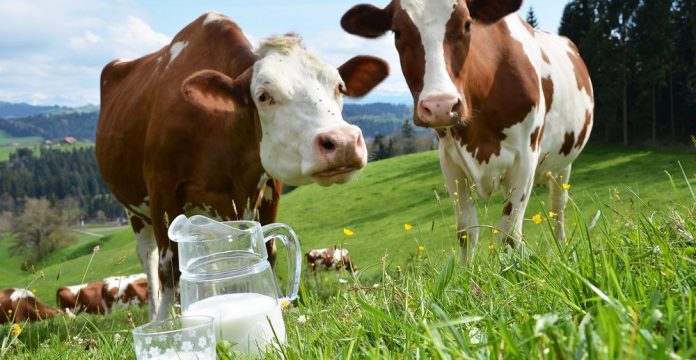 Διευκρινήσεις ΕΛΓΟ για την υπόθεση της κτηνοτροφικής επιχείρησης με τις δυσανάλογες ποσότητες γάλακτος