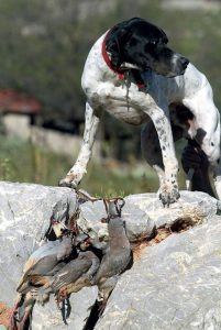 ΠΕΡΔΙΚΑ Λεβέντικο κυνήγι για... μερακλήδες