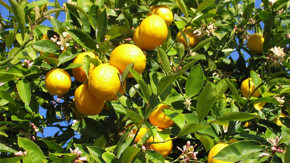 premiera-gia-ta-proima-ellinika-lemonia-sti-laiki-alla-me-times-pou-angizoun-ta-3-evro-49884