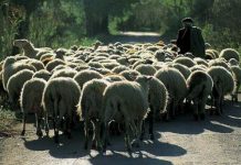 Eντοπίστηκαν κλεμμένα πρόβατα στο Ηράκλειο μετά από καταξίωξη ζωοκλεφτών