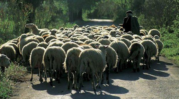 Eντοπίστηκαν κλεμμένα πρόβατα στο Ηράκλειο μετά από καταξίωξη ζωοκλεφτών