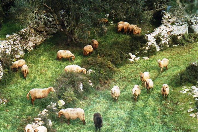 Ε.Α.Σ. Κεφαλληνίας & Ιθάκης: Έλεγχος αποδόσεων προβάτων φυλής Κεφαλληνίας Ε.Α.Σ. Κεφαλληνίας & Ιθάκης: Έλεγχος αποδόσεων προβάτων φυλής Κεφαλληνίας