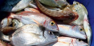 Αλλάζουν συνήθειες οι καταναλωτές γιατί θέλουν βιώσιμο ψάρι