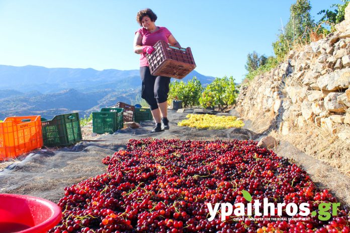 Πράμνιος οίνος, το κρασί της Ικαρίας (vid)