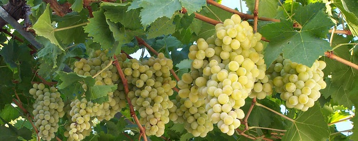 Το επιτραπέζιο σταφύλι… σπάει τα νεύρα των καλλιεργητών 