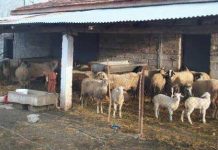Ημίμετρο χαρακτηρίζει η ΠΕΚ την παράταση για τις κτηνοτροφικές άδειες
