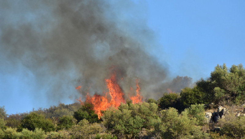 megali-dasiki-pyrkagia-stin-agia-triada-lesvou-50136