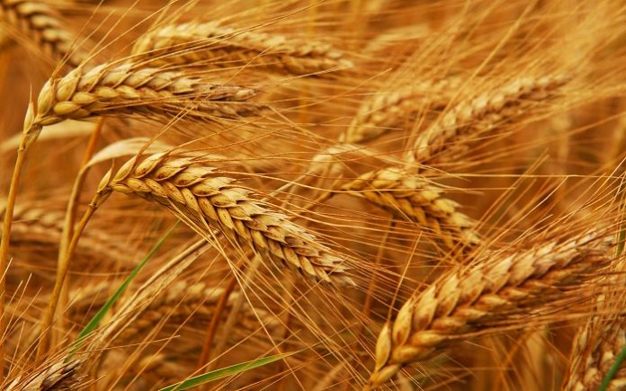 ΑΣ Αμφίκλειας: Τον παπά… παίζουν έμποροι σιτηρών ΑΣ Αμφίκλειας: Τον παπά… παίζουν έμποροι σιτηρών