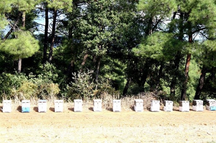 Τραγικό καλοκαίρι για τα μελίσσια Τραγικό καλοκαίρι για τα μελίσσια