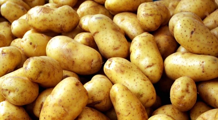 patata-kostos-kai-kairikes-synthikes-krinoun-tis-apofaseis-gia-nees-fytefseis-53931