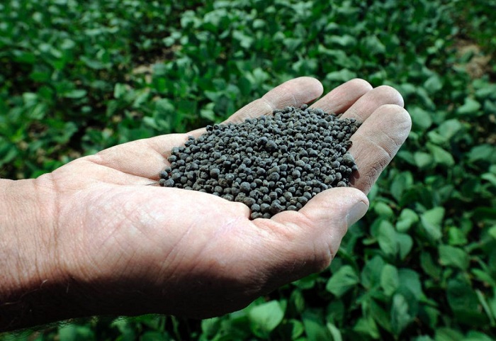 naousa-esperida-me-thema-ti-chrisi-ygron-organikon-lipasmaton-sti-dendrokomia-50745