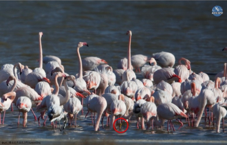 Η παρουσία των Φοινικόπτερων (Flamingo) στο Δέλτα Έβρου