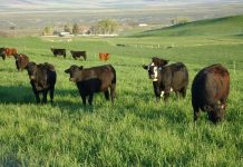Αγωνιούν οι παραγωγοί μοσχαρίσιου κρέατος για το μέλλον της αγελαδοτροφίας