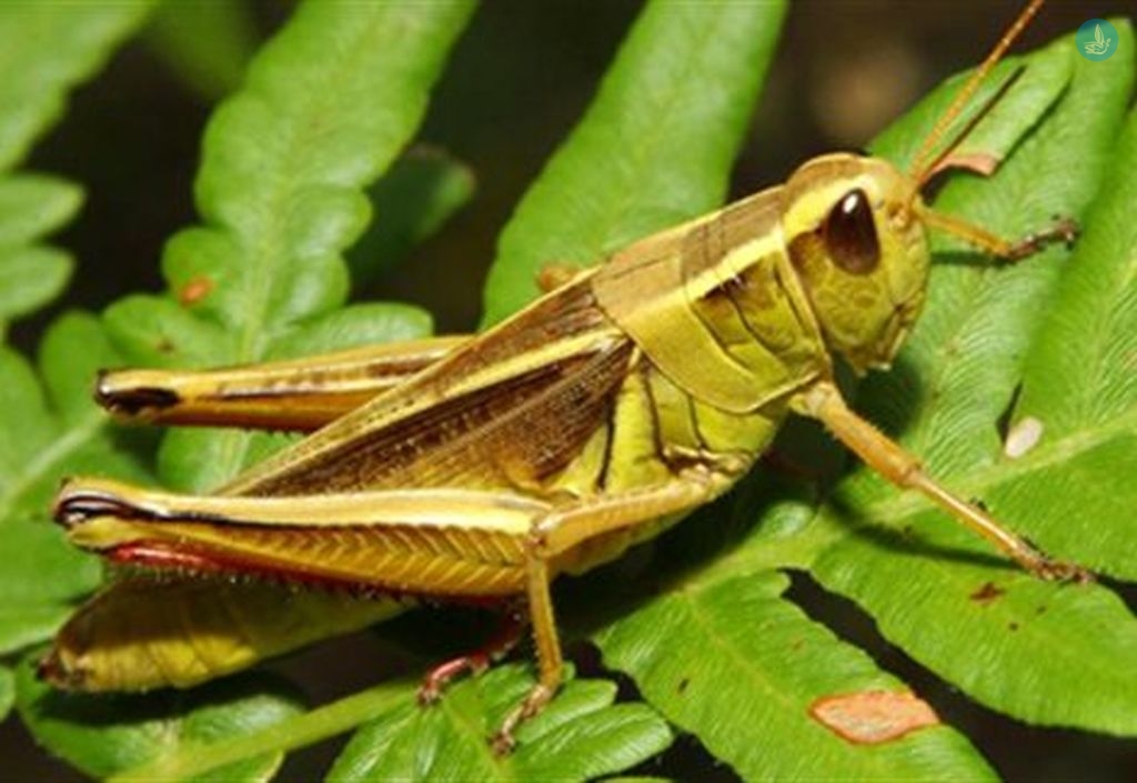 ag-efstratios-ekriktiki-i-etisia-afxisi-ton-akridon-58664