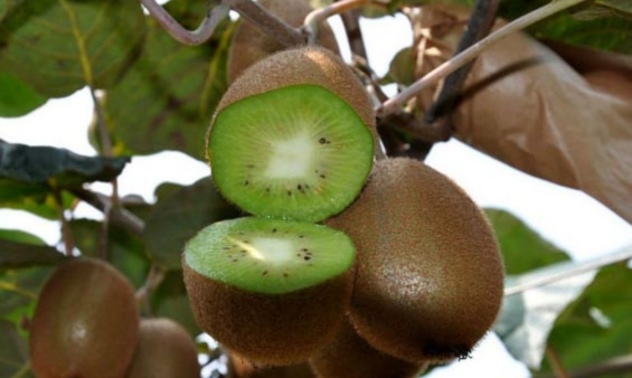 thetikoi-oi-oionoi-gia-to-aktinidio-apo-ti-zitisi-ton-xenon-agoron-59798